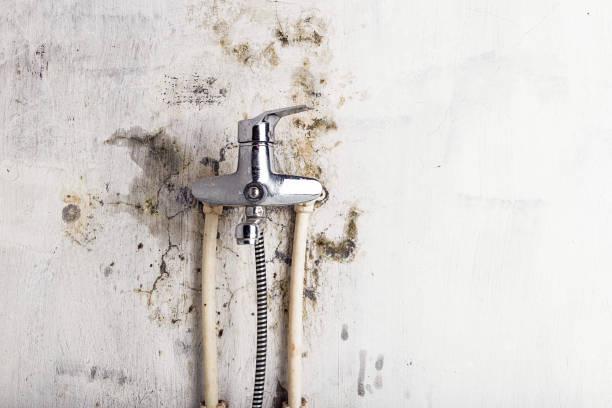 Mold Testing and Removal in Cross City, FL