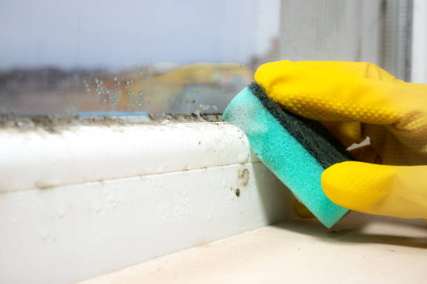 Best Commercial Mold Removal  in Cross City, FL