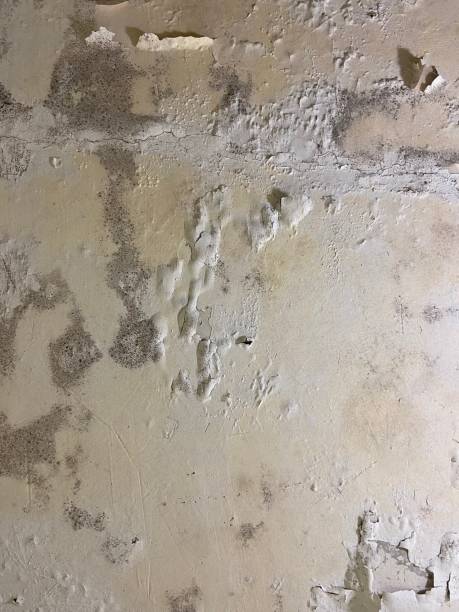 Best Emergency Mold Removal  in Cross City, FL