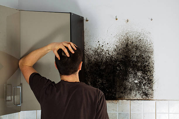 Best Toxic Mold Removal  in Cross City, FL