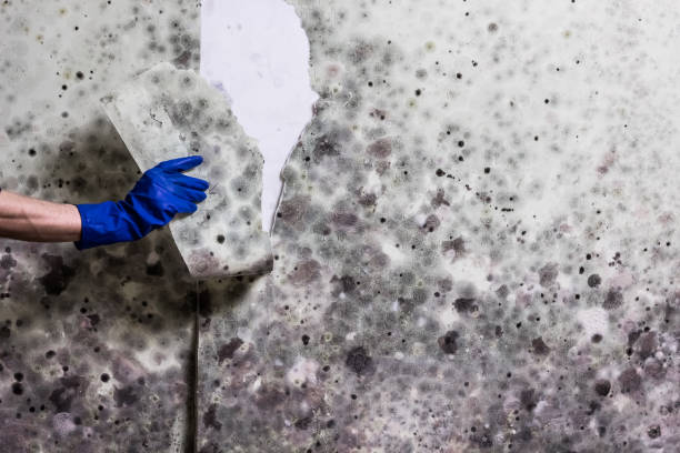 Best Home Mold Removal  in Cross City, FL